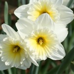 Cropped dafs.jpg (424 KB)